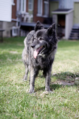 chien