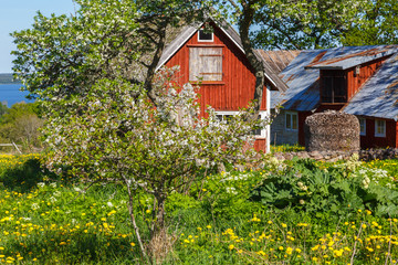 Flowering fruit tree at a farm garden