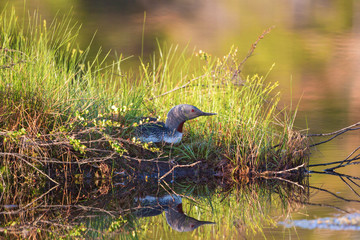 Red throated Loon nesting