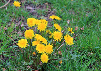 dandelions