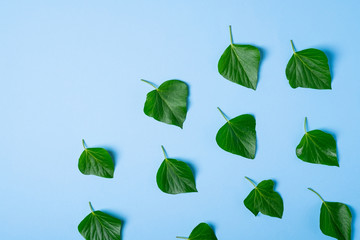 Ivy green leaves pattern on blue background top view