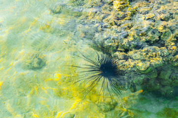 riccio di mare bello