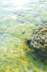 riccio di mare acqua verde trasparente