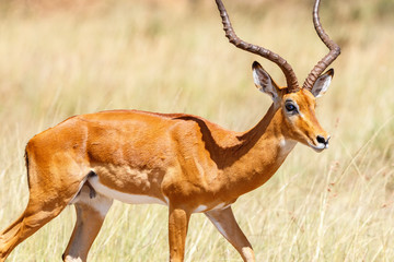 Close up at a Impala on the savanna in Africa