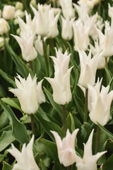 white tulips blossom