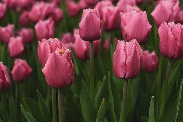 Obraz premium pink tulips in the garden