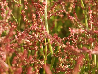 Fleurs et plantes 