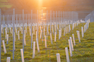 Newly planted vinyard against setting sun