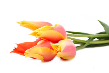 Beautiful yellow-pink tulips