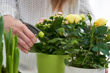 Close Up Of Woman Watering Yellow Rose Houseplant With Spray
