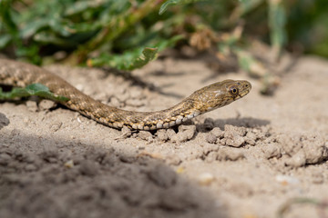 Dice snake (Natrix tessellata) - young specimen near Danube river, Slovakia