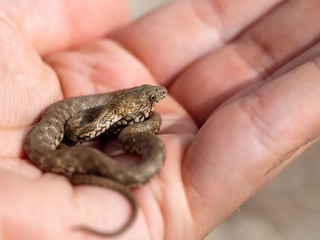 Dice snake (Natrix tessellata) baby in a hand