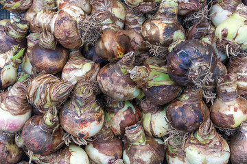 Spring hyacinth bulbs  on wood table