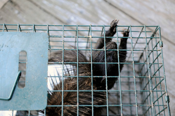 &eacute;cureuil dans une cage