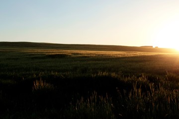 Basto campo de trigo en primavera al atardecer