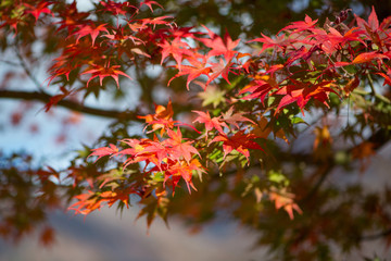 Red Maple leaves  in Shirakawa-go,Japan