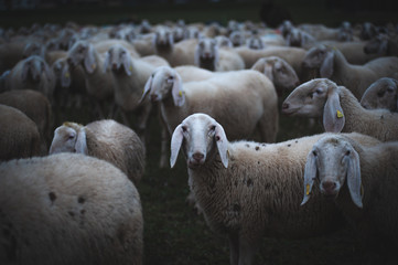 Fototapeta premium flock of white sheep looks into the camera