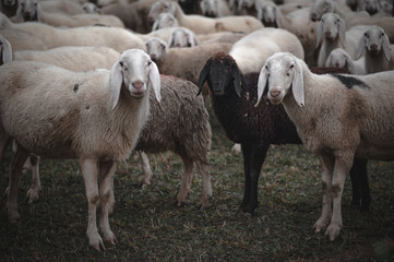 black sheep in the middle of the flock