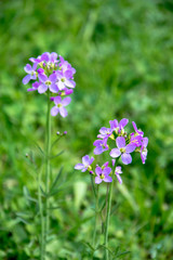 Blumen im Grün