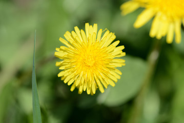 Bright yellow dandelion on a green lawn close up