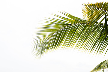 Green leaves of palm tree, Leaves of coconut tree isolated on white background, clipping path...