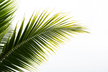 Green leaves of palm tree, Leaves of coconut tree isolated on white background, clipping path included