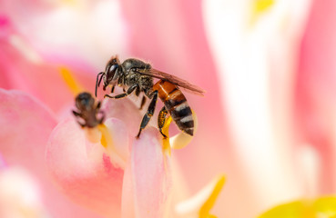 Macro bee on pollen