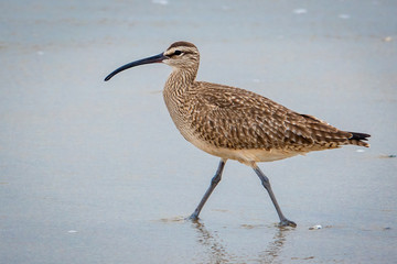 A Whimbrel (numenius phaeopus) wades in the surf as it searches for food, on the beach along the...