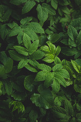 Green leaves nature concept
