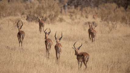 Impalaherde im Süden Afrikas