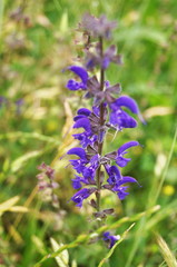 Meadow Sage (Salvia pratensis)