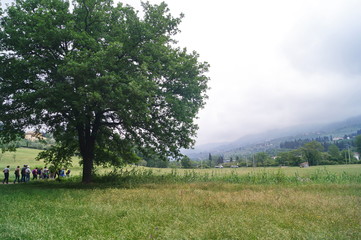 Meadows in the surroundings of Ponte a Mensola, Florence, Tuscany, Italy