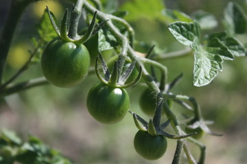 green tomatoes on a branch