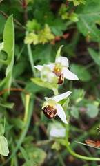 Obraz na płótnie Canvas Bee Orchid (Ophrys apifera)