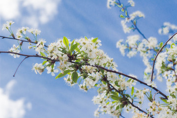 cherry blossom on blue sky and clouds background