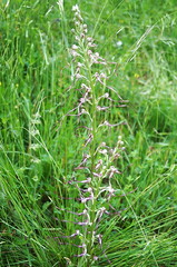 Adriatic Lizard Orchid (Himantoglossum adriaticum)