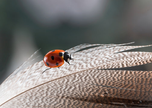 Image with a ladybug.