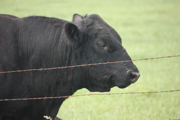black cow
