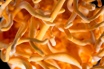 Fresh Cordyceps militaris in Glass bottles