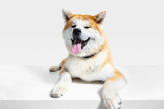 Akita-Inu young dog is posing. Cute white-braun doggy or pet is lying and looking happy isolated on white background. Studio photoshot. Negative space to insert your text or image. Front view.