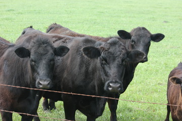 cow trio