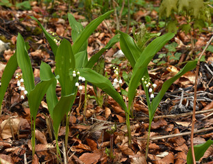 Maiglöckchen, Convallaria majalis, lily of the valley