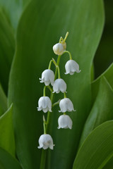 Maiglöckchen, Convallaria majalis, lily of the valley