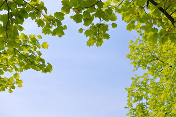 Lush green leaf frame bule sky background texture
