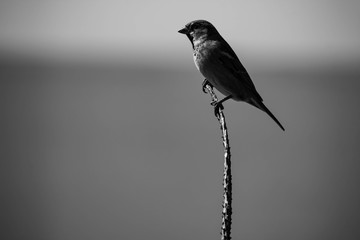 pájaro posando - en blanco y negro - gorrión 