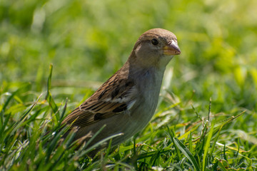 pájaro caminando por el césped - gorrión  