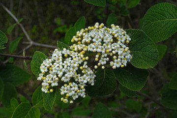 Wolliger Schneeball, Viburnum lantana, wayfaring tree