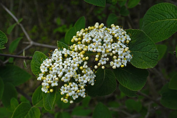 Fototapeta premium Wolliger Schneeball, Viburnum lantana, wayfaring tree