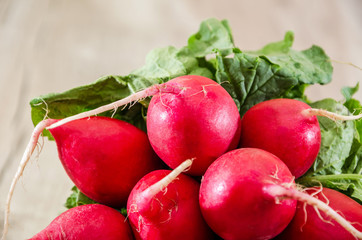 red, ripe radishes on wooden background