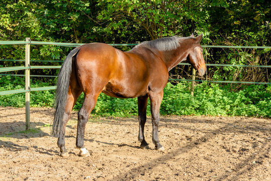 stallion portrait from the back of a brown draft horse in a manege